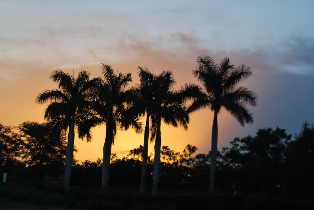 Beautiful Sunset with Palm Trees in Parkland, Florida